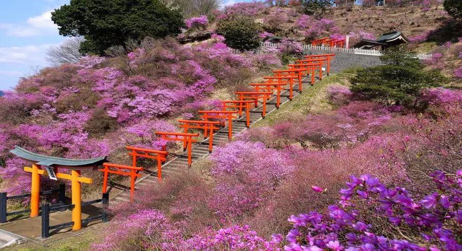 Cherry Bloosom - Fushimi Inari Shrine 